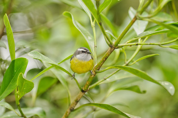 Bananaquit