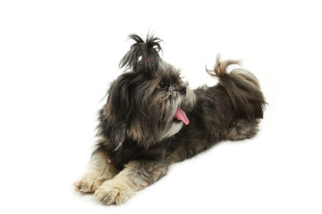 Shih tzu isolated on white