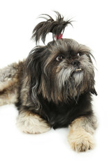 Shih tzu on white background