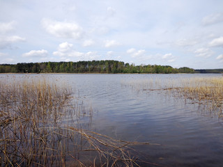 Dry reeds on the shore of the lake