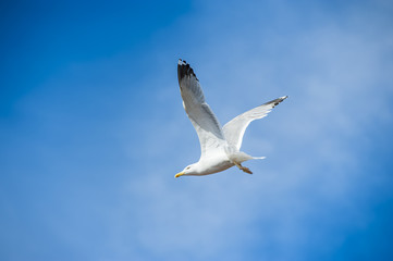 Seagull