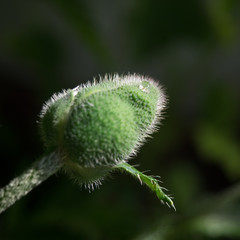 Knospe einer Mohnpflanze Papaver vor neutralem Hintergrund