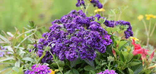 Fototapeta premium fleurs