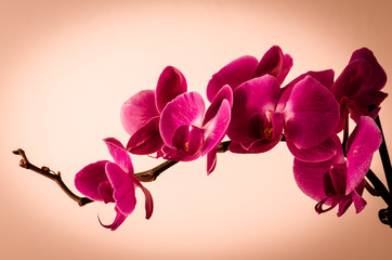 Fototapeta na wymiar a bloomed branch of orchids