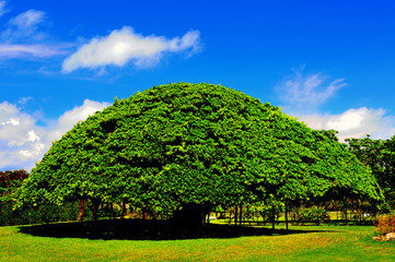 Big banyan tree in Okinawa