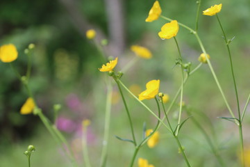 Gelbe Blumen (Dotterblumen)