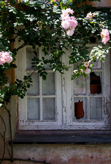 Fototapeta na wymiar old stripped window with rose garden around