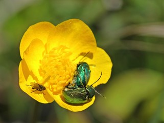Seidige Fallkäfer (Cryptocephalus sericeus) bei der Paarung 
