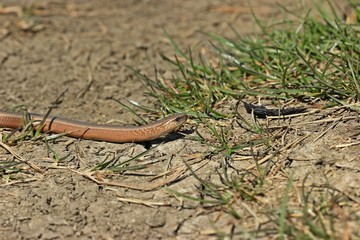 Blindschleiche (Anguis fragilis) am Dörnberg 
