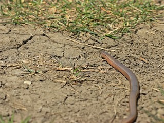 Blindschleiche (Anguis fragilis) am Dörnberg 
