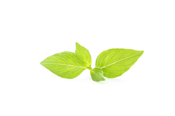 Basil leaves isolated on white
