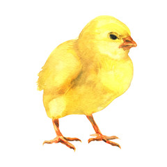 Little chicken isolated on white