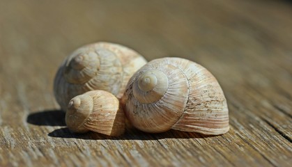 Drei Weinbergschneckenhäuser auf Holz
