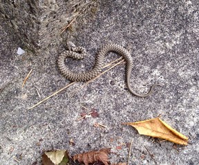 Snake in camouflage city environment, danger concept