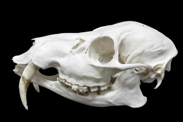 Obraz premium Skull of a Chinese water deer