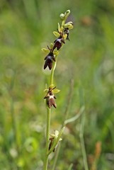 Fliegen-Ragwurz (Ophrys insectifera)
