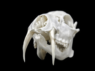 Skull of a Chinese water deer