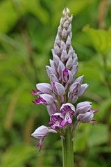 Helm-Knabenkraut (Orchis militaris)
