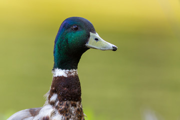 Tierportait: Entenkopf