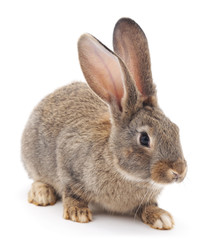 Obraz premium Baby rabbit.
