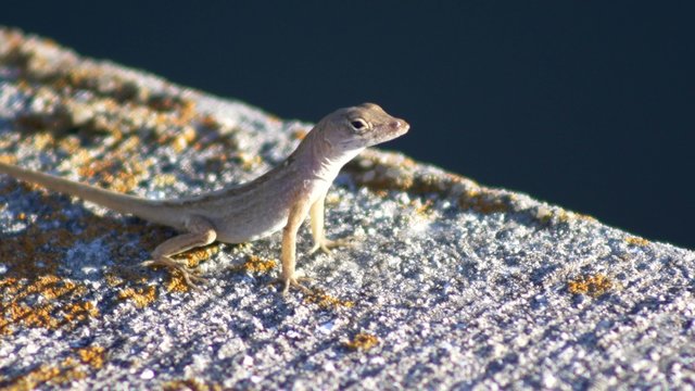 Florida Common Anole on stone wall, 4K