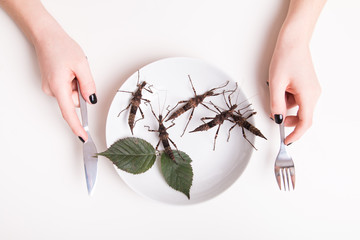 Plate full of insects in insect to eat restaurant © Michal Ludwiczak