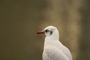 Möwe, melancholisch