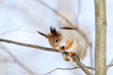 Obraz premium Squirrel sit on tree and looking down. Russian nature