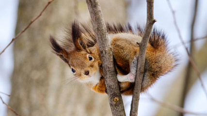 Squirrel sit on tree. Bottom view. Russian nature - obrazy, fototapety, plakaty