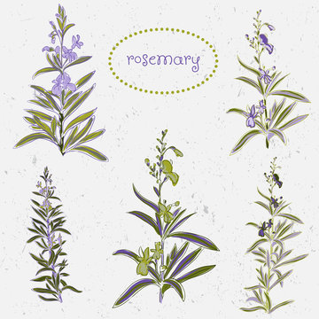 set of rosemary flowers and decoration elements watercolor style