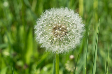 Löwenzahn, Pusteblume, 