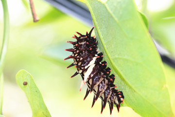 Larva of Heng-chun birdwing butterfly