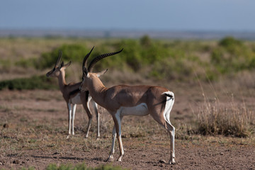 antelope in the savanna of afrika