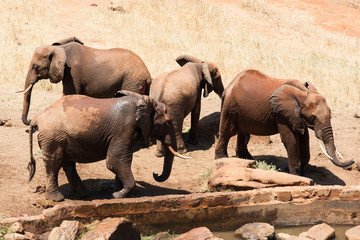 Fototapeta na wymiar elephant am wasserloch in afrika