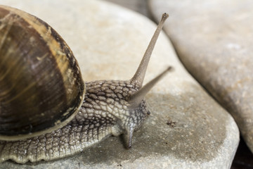 Snail on stone