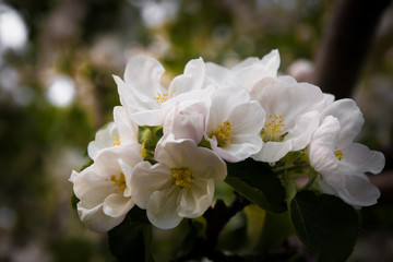 apple tree flowers In the beginning of spring