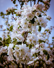 Obraz premium apple tree flowers In the beginning of spring