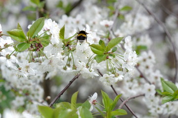 Wiosna w sadzie. © boguslavus