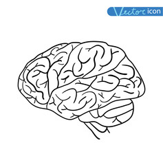  Human brain icon, vector illustration