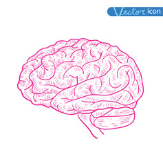  Human brain icon, vector illustration