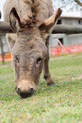 Fototapeta premium A cute little donkey with downy fur, Assisi Umbria Italy
