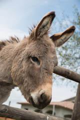 A cute little donkey with downy fur, Assisi Umbria Italy