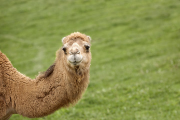 A Camel's Hello