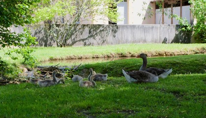 Oies et oisons dans l'herbe