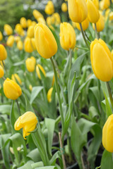 Obraz premium Beautiful bouquet of tulips, tulips in spring,colourful tulips.