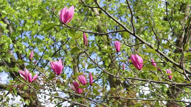 Spring magnolia tree blossom close up footage 