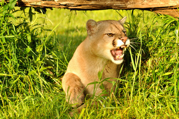 Mountain Lion snarling showing his teeth.