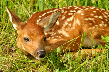 Naklejka premium Baby deer with spots lying in green grass.