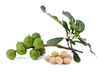 fresh macadamia nut on a white background
