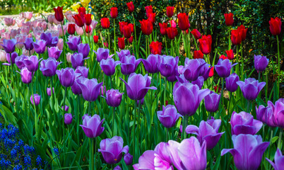red, pink and purple tulips